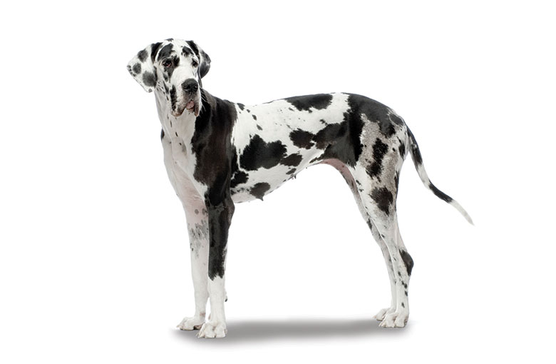 dogue allemand et torsion dilatation d'estomac